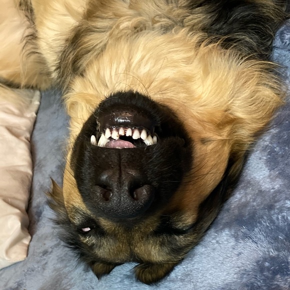 Meet your Posher, Keara - Picture 1 of 1